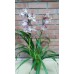 Орхидея Цимбидиум Бело-сиреневая